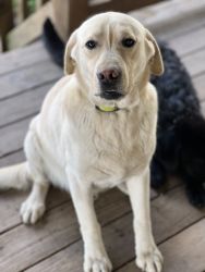 Adult White Lab Male