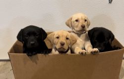 AKC Lab Puppies in Nebraska