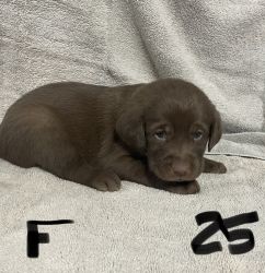 Chocolate Lab Puppies Available