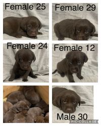5 Chocolate Lab Puppies Available