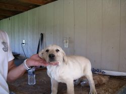 lab pup for sale