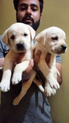 Labrodar male and female puppies