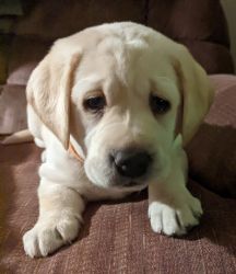 Adorable AKC Female Yellow Lab Puppies