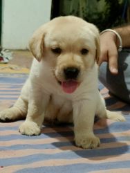 Labrador Male puppy for sale