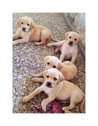 Labrador puppies for sale urgently