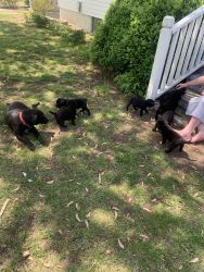 8 week puppies for free!