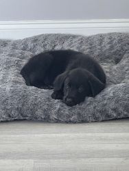Labrador Retriever for sale.