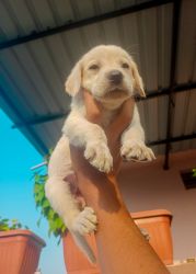 Urgent puppies sale