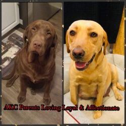 Adorable AKC Labs Looking for a Forever Home