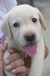 Want to sale this cutie labrador puppy