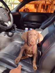 Chocolate lab for sale. Will deliver to you locally
