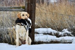 AKC Registered Lab Puppies - Pointing, Hunting Dogs