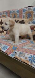 Labra puppies available for sale