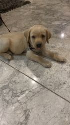 Labra puppy for sell