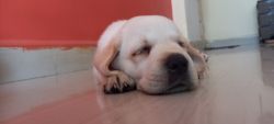 45 days lab dog cutest ane sweet puppy