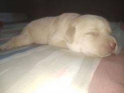 Labrador retriever 1month old puppies male in golden colour