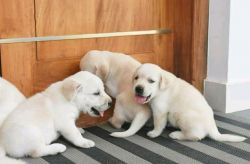 Lab male and female puppies available