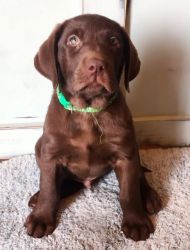 Silver Factored Chocolate Labs