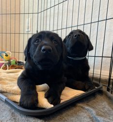 Purebred Black Lab puppies