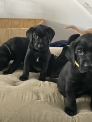AKC Lab Puppies