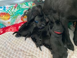 Purebred Labrador retriever puppies