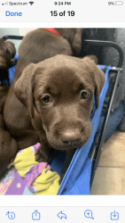Beautiful chocolate lab puppies male and female pure bread with all th