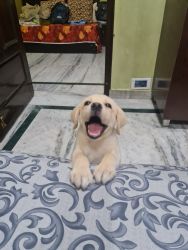 2 month healthy Lalblrador puppy for sale