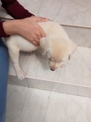 White Labrador healthy puppy (49 days)+New cage