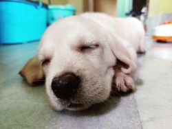 I have a lab puppy of 55 days old with dewarming completed