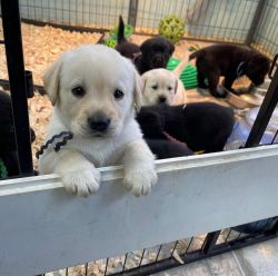 beautiful male and female Labrador retriever puppies available they ar