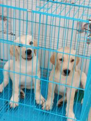 Active male labrador puppy for sale