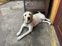 1.7 year old male lab for sale