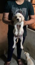 Labrador puppies are available xxxxxxxxxx