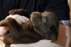 AKC Chocolate Labrador Retriever Hunting Service Dog companion puppies