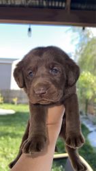 Labs looking for a forever home