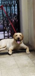 Labrador Retriever Golden colour puppies seal urgently -