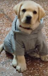 I wanted to sell my Double Coat Strong Bone 45 days Male Labrador