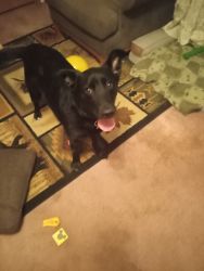 Black lab and a rat terrier for give away
