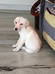 Labrador Male Puppy