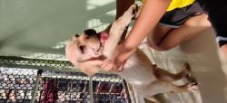 Labrador retriever puppy-50 days(pure breed)