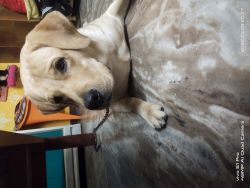 1 year old Labrador retriever puppy for sale
