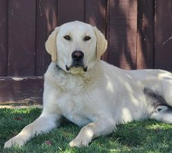 Pure bred yellow lab