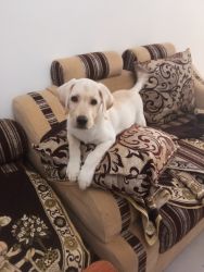 87 days Labrador puppy for sale in Bangalore. Price negotiable