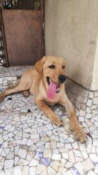 I want new home for (labrador) 6 months puppy