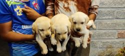 Labrador female puppies for sale