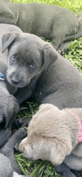 Charcoal lab female red collar