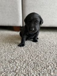 AKC Lab pup for sale