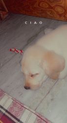 Labrador retriever puppy 65 days old his name is bruno