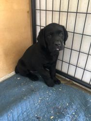 Very cute lab puppies akc registered