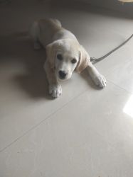 I want to sell my labrader